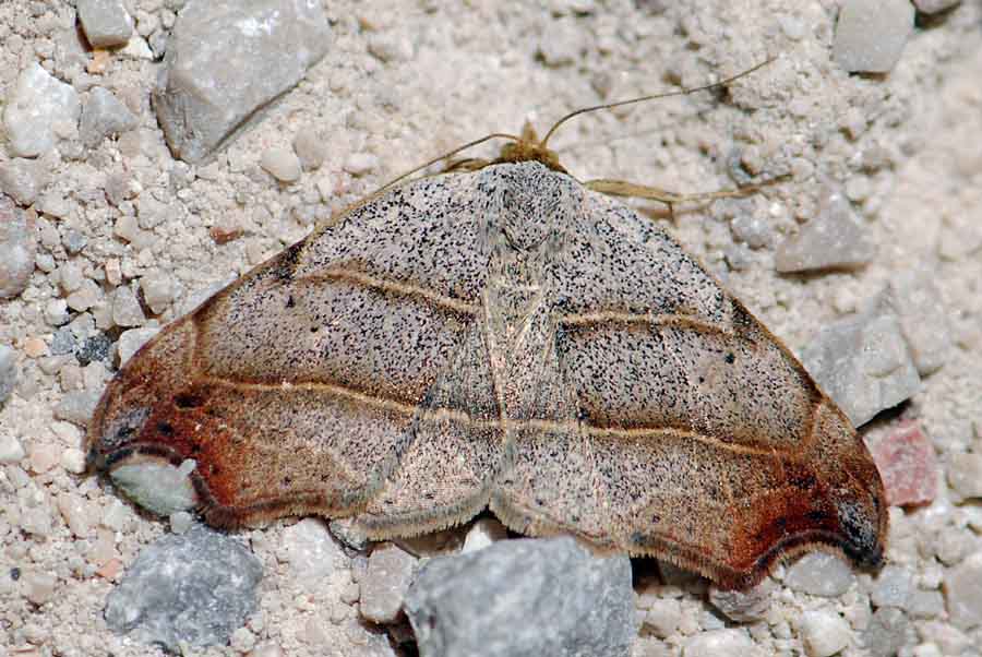 Come si chiama? - Laspeyria flexula